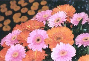 In der Blumenhalle: Farbenpracht über 170 Tage