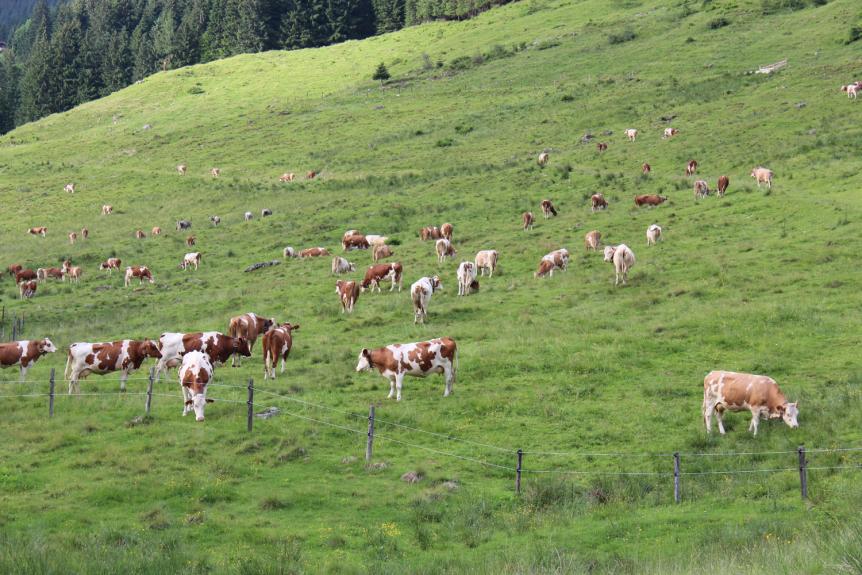 Die Milchrinder von 25 Bauern grasen auf der Schönanger Alm.