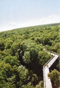Der Baumkronenpfad im Nationalpark Hainich. In lichter Höhe führt der Weg zum Baumturm. Aus einer Höhe von 44 Metern reicht der Blick weit über die Spitzen der Baumspitzen. Und manchmal verspürest Du über den Gipfeln die Ruh´...