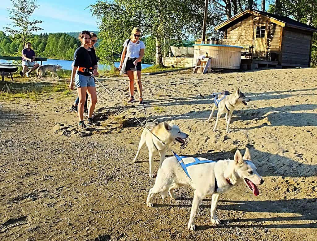 Ein "Husky Walk" gehört zu den unvergesslichen Outdoor-Erlebnissen in der Ferienanlage von Granö. Im Hintergrund das Sauna-Blockhaus mit Badezuber direkt am Fluss