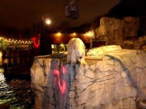  Der abendliche Besuch bei den Eisbären im Zoo von Hannover passte zum nass-kalten Wetter Fotos: Bernd Siegmund