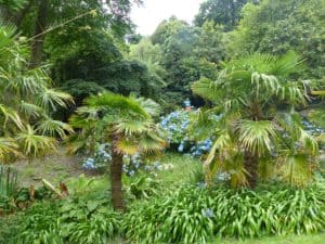 Tropischer Garten Coleton Fishacre