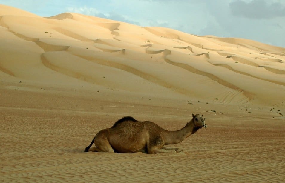 Dünen in der Wüste Wahiba Sands Foto: Dr. Harald Schmidt