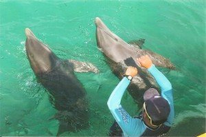 Schwimmen mit Delfinen auf der „Insel der Frauen“