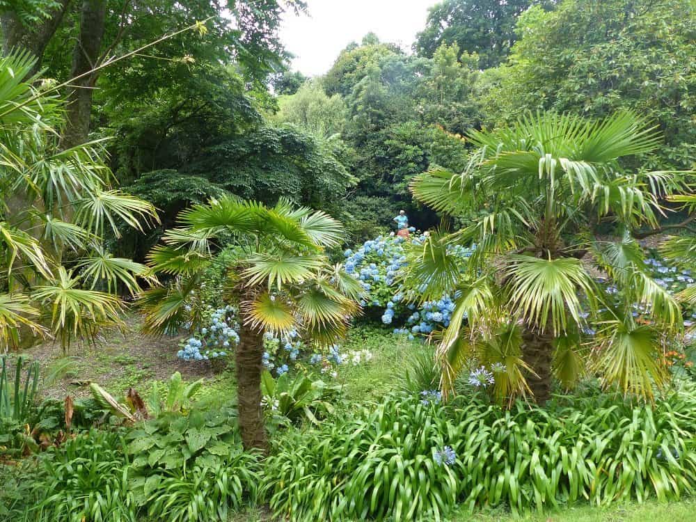 60+ Palme Für Vorgarten, Wir stellen ihnen elf geeignete sorten vor