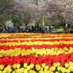 Happy Birthday Keukenhof! Seit 70 Jahren erfreut der schönste Frühlingspark der Welt seine Besucher 23